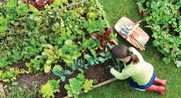 Secretos del jardinero: Prepara tu huerta para el invierno y disfruta de tus cultivos