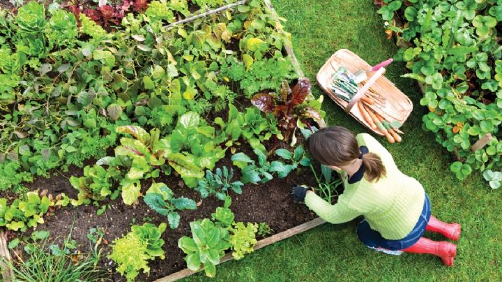 Secretos del jardinero: Prepara tu huerta para el invierno y disfruta de tus cultivos