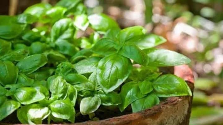 Multiplica tus plantas albahaca sin semillas: el secreto del esqueje para un jardín exuberante