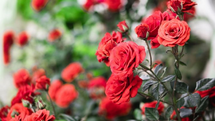 Multiplica la belleza de tu jardín: el método infalible para reproducir rosas por esquejes