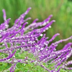 Salvia leucantha: la planta del otoño que atrae colibríes y mariposas