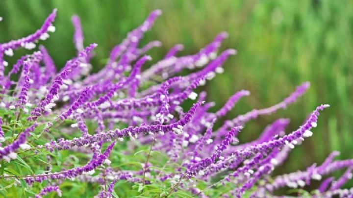 Salvia leucantha: la planta del otoño que atrae colibríes y mariposas