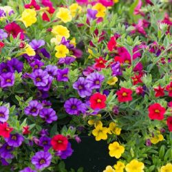 Calibrachoa: La joya colorida que transformará tu jardín