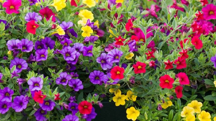Calibrachoa: La joya colorida que transformará tu jardín