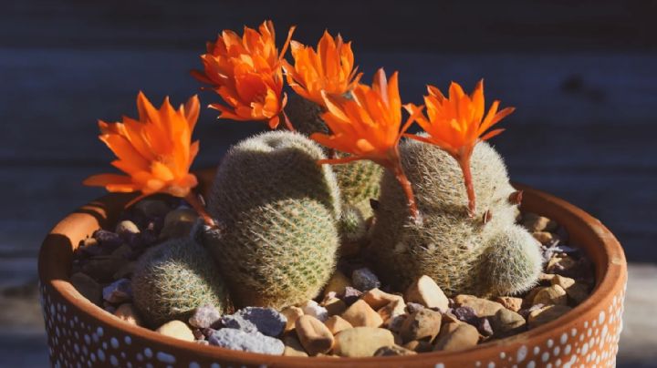 El asombroso espectáculo de los cactus en flor: un regalo de la naturaleza