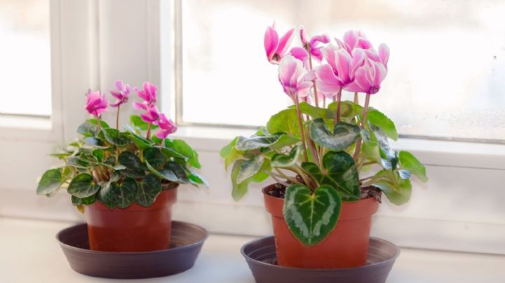 Cyclamen Persicum: la reina del invierno que transforma tu hogar en un jardín encantado
