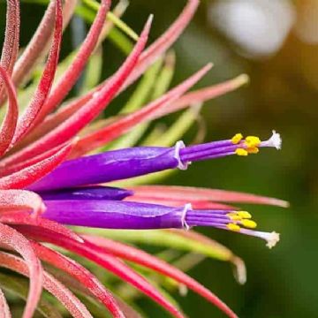 Tillandsias: el “clavel del aire” que transformará tu hogar con su encanto único