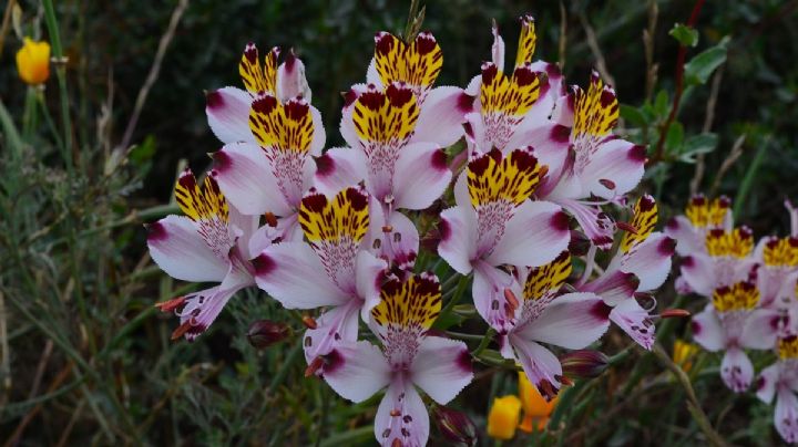 Alstroemeria: el lirio vibrante que llenará tu jardín de color y vida