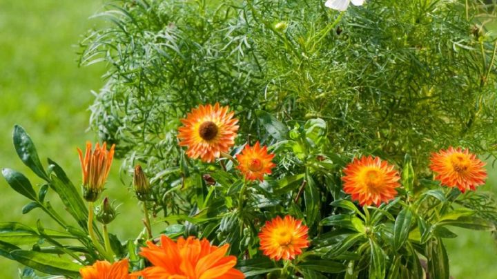 Caléndula y cosmos: el dúo floral que convertirá tu jardín en un espectáculo de color