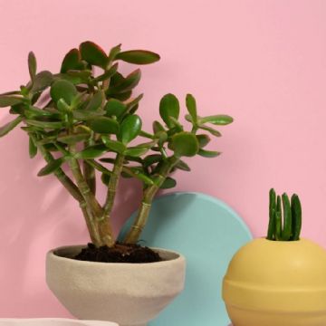 Árbol de jade: la suculenta que atraerá prosperidad y belleza a tu hogar