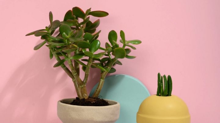 Árbol de jade: la suculenta que atraerá prosperidad y belleza a tu hogar