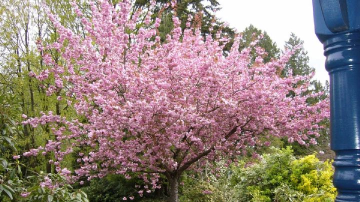 Sakura Péndulo: el cerezo japonés que convierte cualquier espacio en un espectáculo floral
