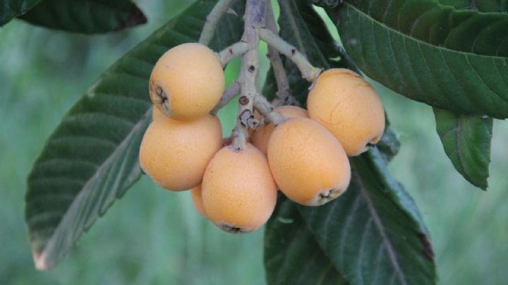 Níspero: el árbol que dará sabor y encanto a tu jardín
