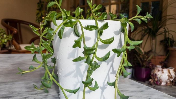 Planta Delfín: la suculenta que conquista con sus hojas saltarinas y fácil cuidado
