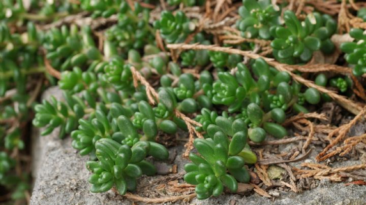 Sedum álbum: la suculenta todoterreno que conquista jardines con estilo