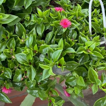Aptenia cordifolia: la suculenta que florece todo el año y transforma cualquier rincón