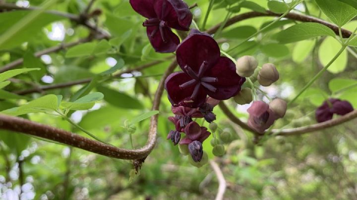 Akebia quinata: la trepadora de ensueño que perfuma tu jardín con encanto oriental