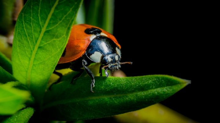 Mariquitas: los mensajes ocultos detrás de estas pequeñas mensajeras de la buena fortuna