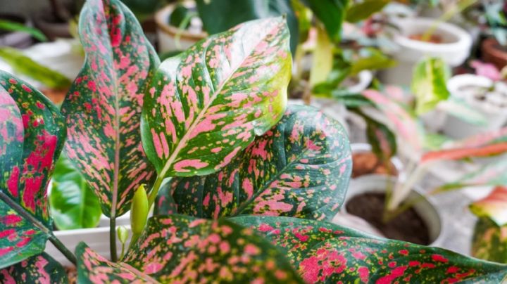 Aglaonema: la planta tropical que llenará tu hogar de vida y color