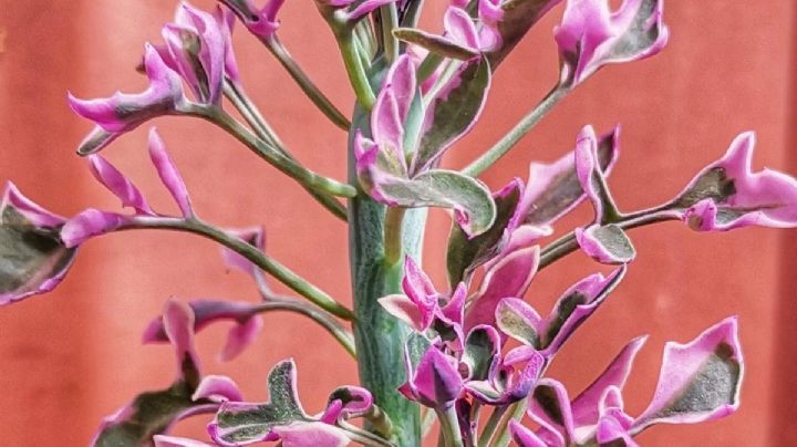 Senecio articulatus: la suculenta exótica que dará un toque único a tu jardín