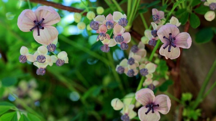 Akebia quinata: la enredadera que cautiva con su aroma y belleza
