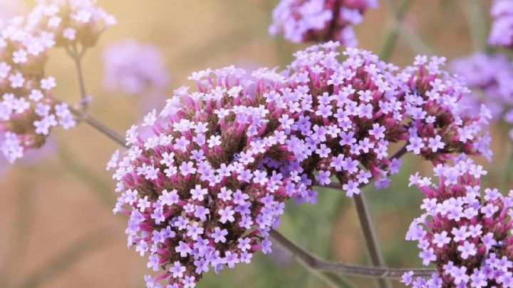 Verbena: la flor que llena tu hogar de color todo el año