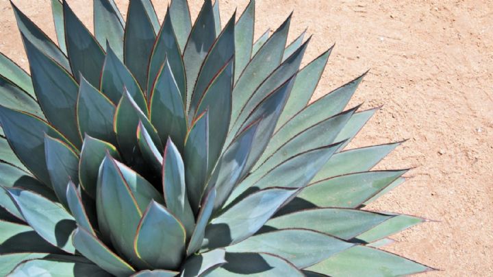 Agave: la suculenta que deslumbra con su versatilidad y resistencia