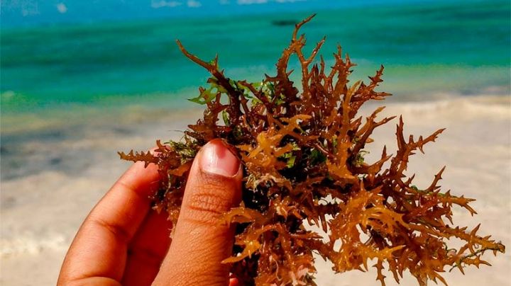 Playas del Caribe sin sargazo en 2025: los mejores destinos para disfrutar del mar cristalino
