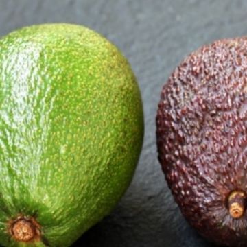 El Fin de la Incertidumbre: la Tecnología Europea que Mide la Madurez del Aguacate sin Tocarlo