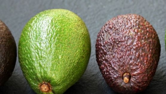 El Fin de la Incertidumbre: la Tecnología Europea que Mide la Madurez del Aguacate sin Tocarlo