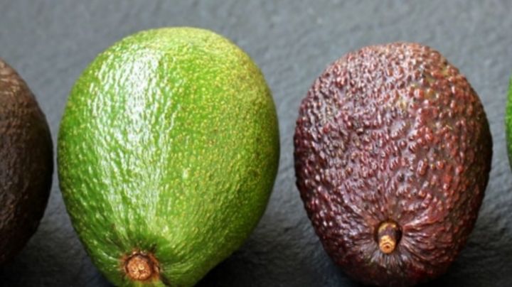 El Fin de la Incertidumbre: la Tecnología Europea que Mide la Madurez del Aguacate sin Tocarlo