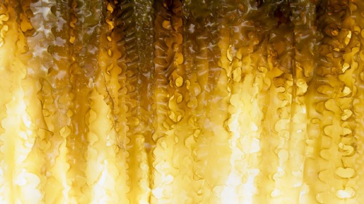 El oro que florece: la maravillosa dinámica de las plantas que absorben el metal