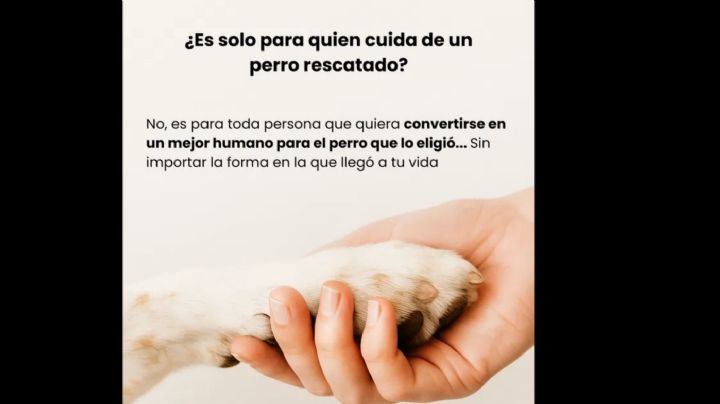 El Rescate de un Alma Herida: La Huella Imborrable de un Perro Adoptado en el Corazón de un Humano