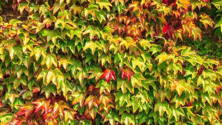 Enamorada del Muro: la planta trepadora que llena de color tus paredes