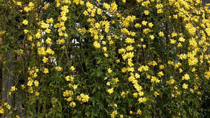 Jazmín: el aroma increíble y sus variedades más bellas, como el jazmín amarillo