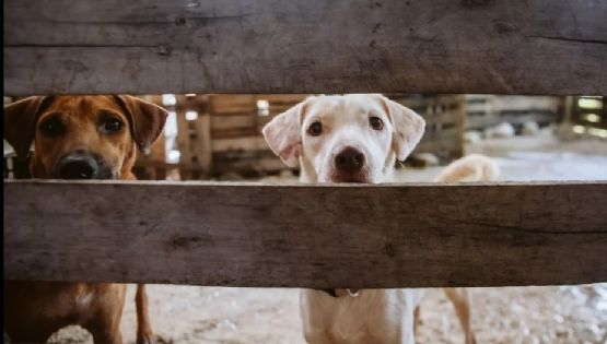 Maltrato animal en La Plata: rescataron a 4 perros y detuvieron a una mujer en Villa Elvira
