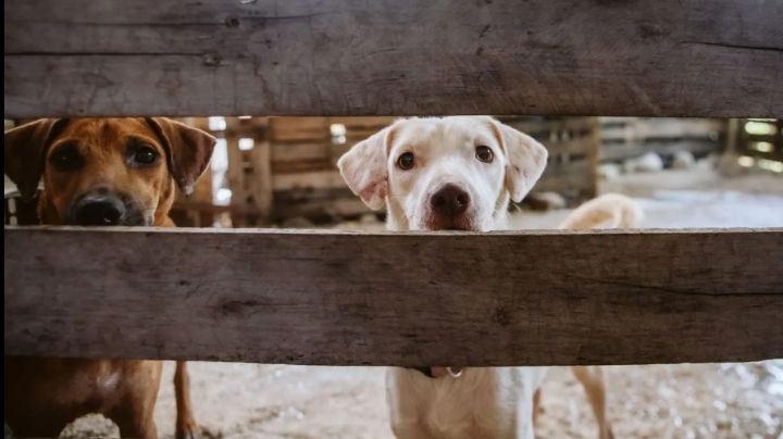 Maltrato animal en La Plata: rescataron a 4 perros y detuvieron a una mujer en Villa Elvira