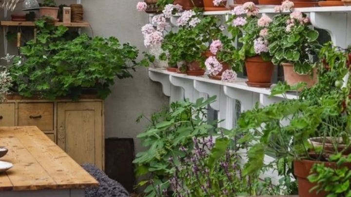 El "Secreto de los Viveros": Enraizantes Naturales para Cultivar tu Amor por la Jardinería y Multiplicar tus Plantas