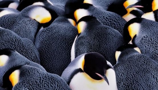 El Insólito Héroe de la Antártida: Cómo el Excremento de los Pingüinos Contribuye a Enfriar el Continente Blanco