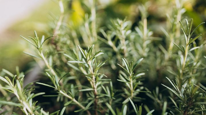 El romero, mucho más que aroma: ciencia y salud detrás de una planta milenaria